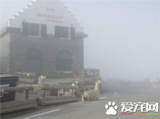 賴著不走駱馬變路霸 環法自行車賽差點成障礙賽