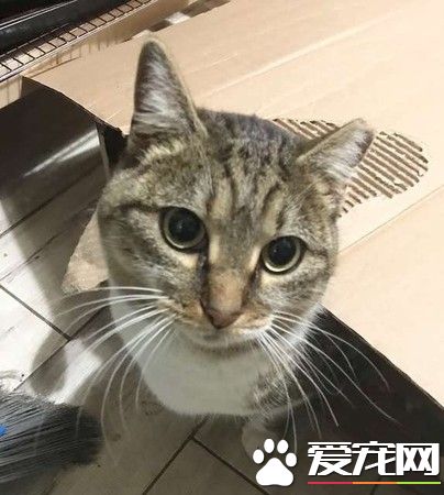 零下50度浪喵拍窗求庇護 原是去年帶全家來的喵媽