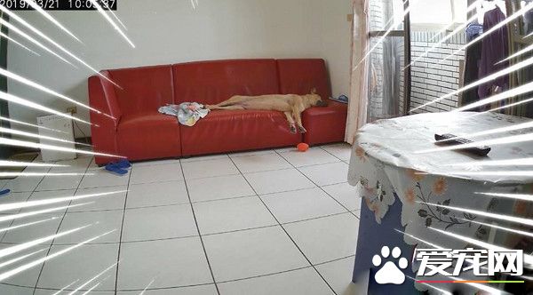 見愛犬豪邁睡姿躺在沙發 忍不住直呼想回家一起躺!