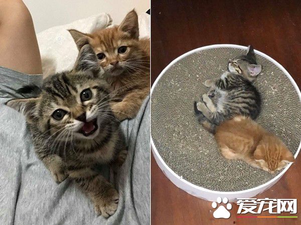 喵星人伸魔爪被抓包 狐獴站姿萌翻網友