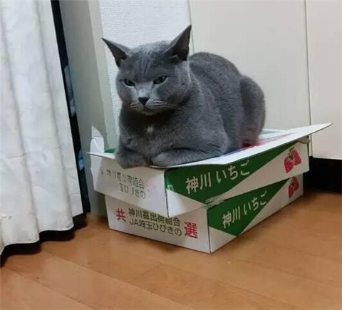 霸道喵星人