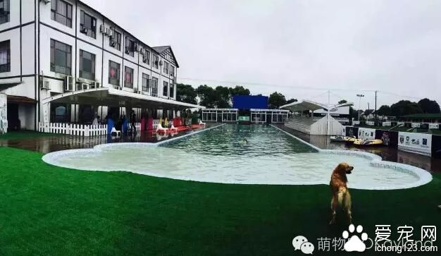 上海萌物園開始寵物水上活動項目 這個夏季讓你濕身