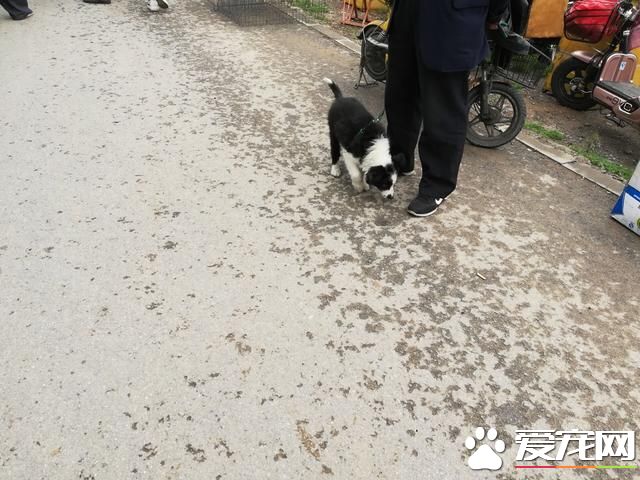 德州寵物大集場走一圈，誰能告訴最后圖片中狗是什么品種？