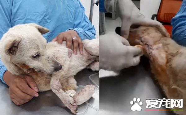 流浪破喉狗大口吃面條 下秒從喉嚨流出永遠吃不飽