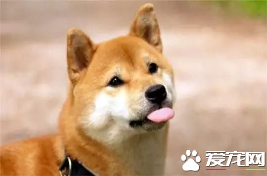 養柴犬的10個理由，99%的人看完都心動了！