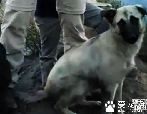 大火過后母狗在一處地方狂叫 挖出數只小狗