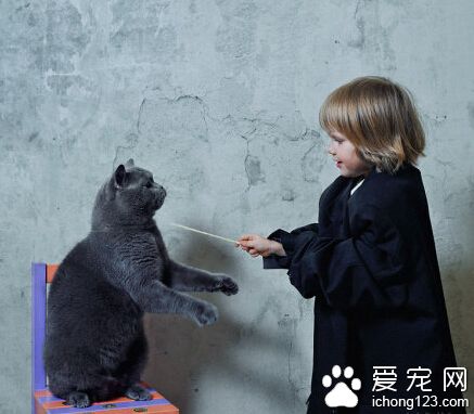 這只叫做TOM的英國短毛貓已經紅遍全球了你還不認識它嗎
