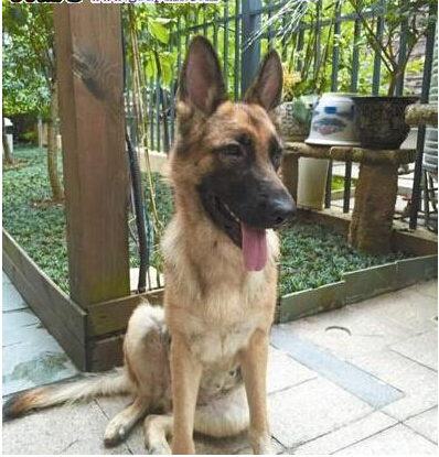 愛犬走丟 狗主人微信圈散步消息2天找回