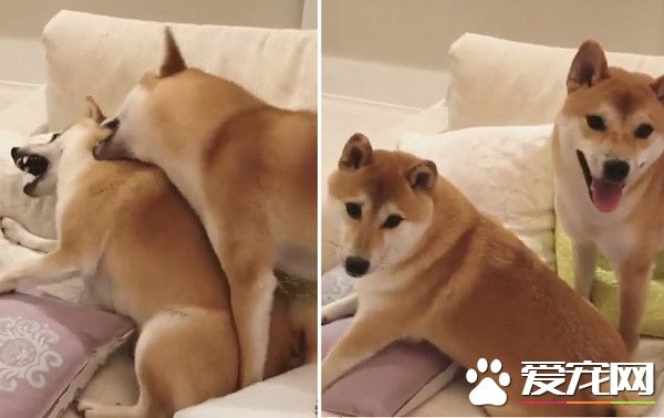 日本柴犬兄弟超級愛打架 媽媽獅哄秒變乖寶寶