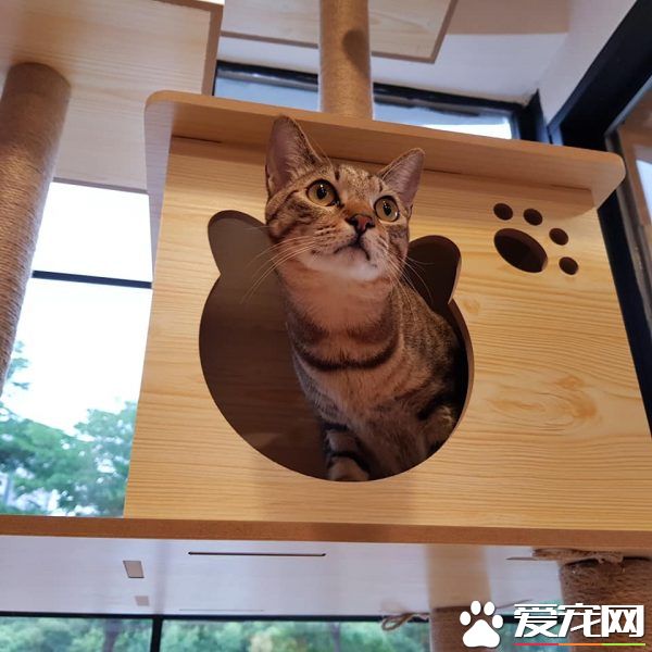 貓咪游樂園主題餐廳  成為未來流浪喵們的庇護所