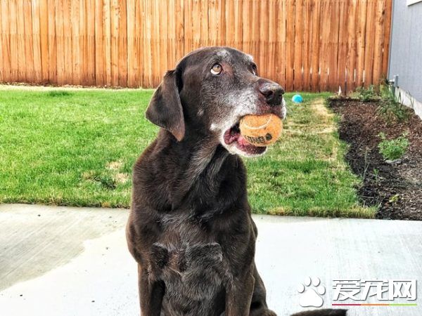 13年不合的貓狗突然破冰成友 其因超暖心