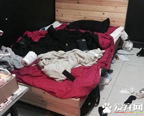 哈士奇拆家讓主人頭疼，想出這個辦法后，效果簡直好得出奇！