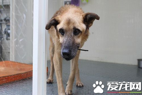 最佳生命導師 師生送校犬最后一程