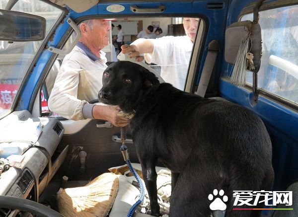 愛犬打疫苗13年不缺席 老農好典范