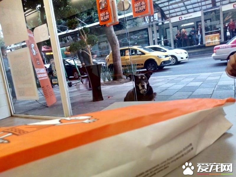 貌似流浪犬的狗狗裝可憐討吃 卻被脖子上項圈出賣