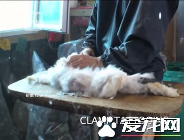 小白兔竟活活被拔毛 慘叫聲不斷