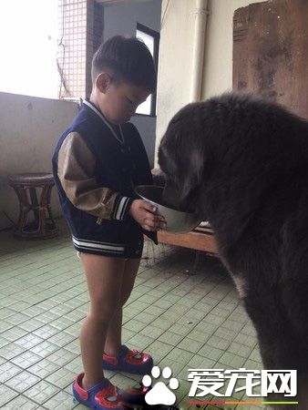 遭受棄養獒犬 收編后要有弟弟陪伴才敢吃飯