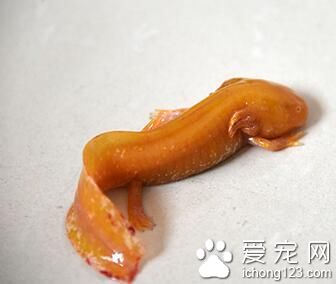 鄭州金水河驚現黃金娃娃魚 據說是黃金六角恐龍