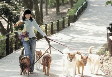 企業招聘遛狗員 要求大學學歷月薪三千無人應征