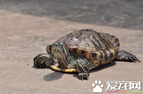 最受歡迎的寵物，喜歡小動物的你一定你養過