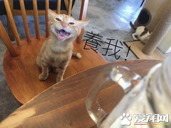超萌小橘貓跳上椅子想討吃 超萌表情被做養我圖