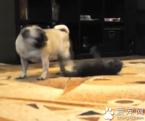 小灰貓超萌偷襲巴哥犬 畫面相當有趣