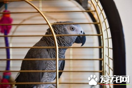 鸚鵡學警報器聲音太逼真了! 引消防員到了現場