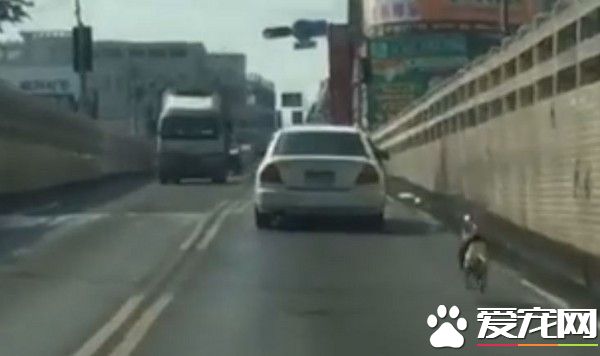 狗狗遭棄養 狂追轎車搖尾趴門卻沒人理