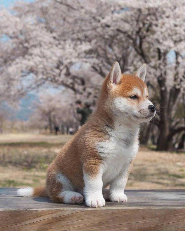 除了貴 柴犬還有這5大缺陷 看完你還想養嗎？