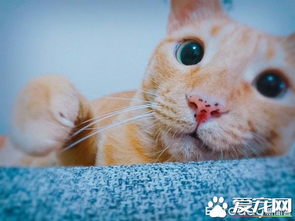 爸爸的吸貓癥再發作 該是橘貓椪柑和虎斑跳跳上場啦