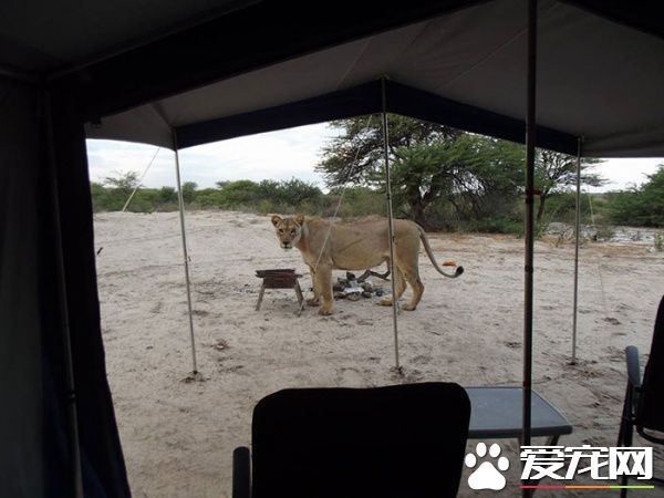 公園露營發生超驚奇體驗 獅子舔帳篷上水珠解渴
