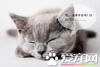 永遠睡不的<a href=/ target=_blank class=infotextkey>寵物</a>貓