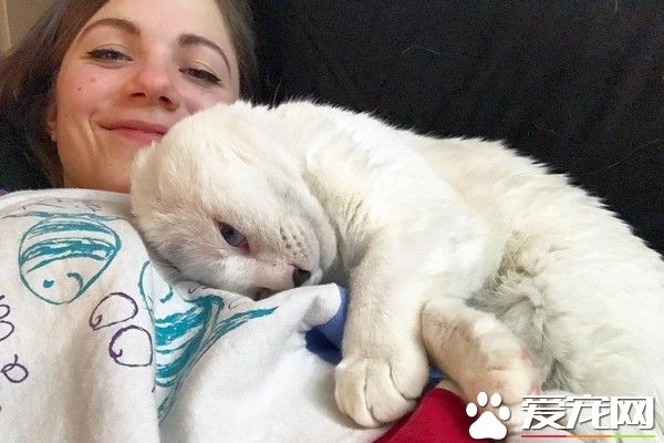 焦慮癥女孩領養無耳貓 貓咪幫助下克服精神疾病