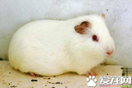 最受歡迎的寵物，喜歡小動物的你一定你養過