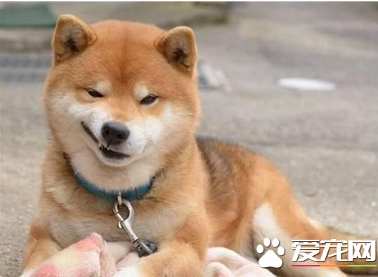 為什么農村土狗從來不得病，城市寵物狗卻總愛病懨懨？