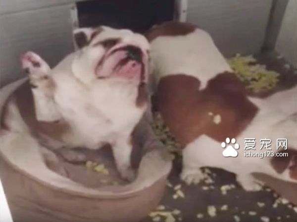 在犯錯后第一時間舉手認錯的斗牛犬讓人哭笑不得