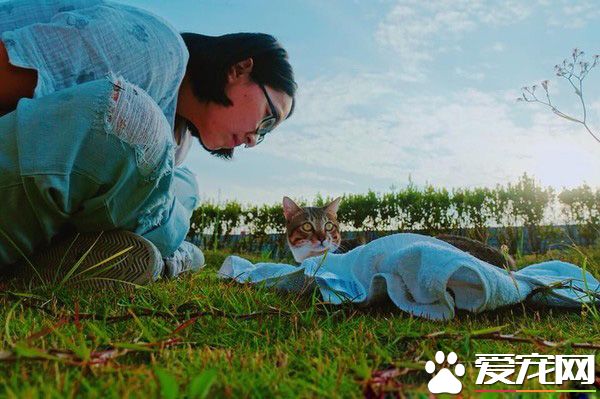 貓咪被電擊受傷截四肢 依靠留下的小手腳向新媽媽撒嬌