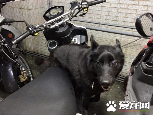 遇到了嬌客！小黑和把拔爬上遇到超可愛穿山甲