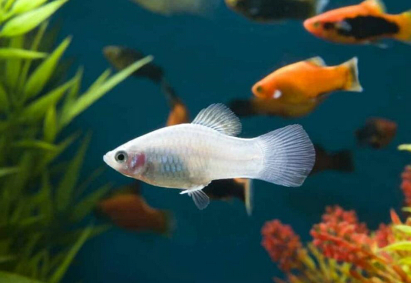 小熱帶魚怎么養不會死