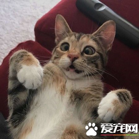 超獨特斗雞眼貓咪 收編后變最受寵的小霸王