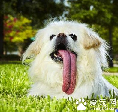 一京巴狗掉進井道 靠1個面包1瓶水頑強的撐過了一周