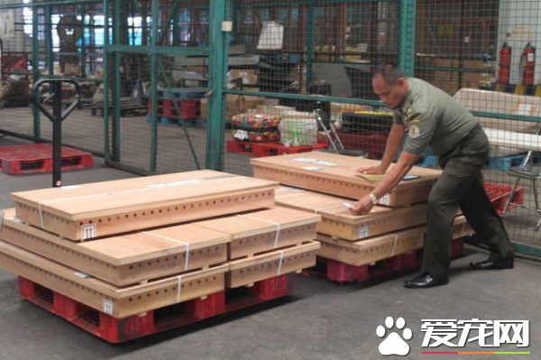 香港海關破獲走私豬鼻龜 在各界人士和政府努力下已遣送回返