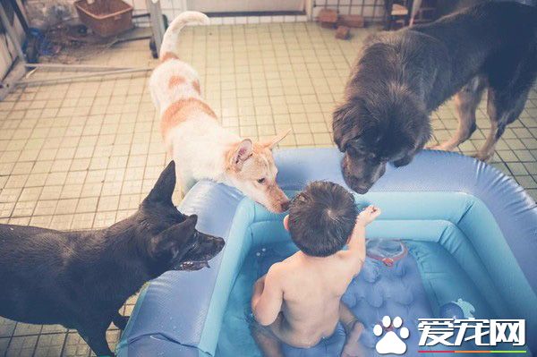 遭受棄養獒犬 收編后要有弟弟陪伴才敢吃飯