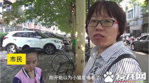 小貓躺車底下一動也不動 究竟是怎么回事？