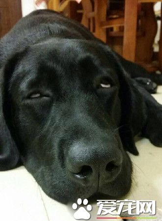 拉拉超強鼾聲騷擾 如機關槍掃射半夜驚醒主人
