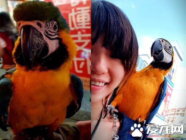 兒子生日送他一份小驚喜 立刻派出愛鳥護送到教室