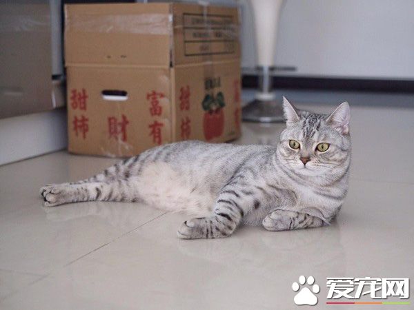 小小愛吃鬼喵星人 超注重形象完美維持身材