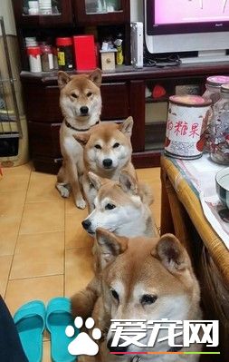 主人發吃的 4只柴犬坐成一列等吃的