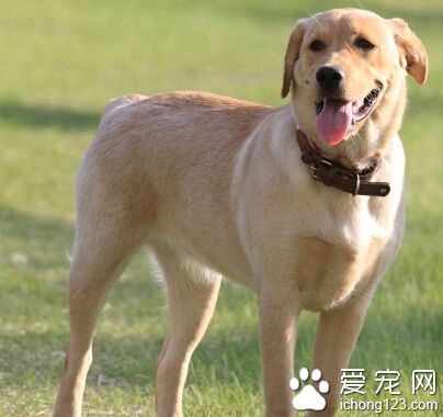  “深潛能手” 狗狗潛水收集河底石頭