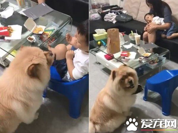 3歲哥哥被嚇哭 萌松獅無辜地回頭向馬麻求救